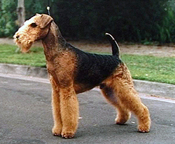 Airedale_Terrier[1].jpg