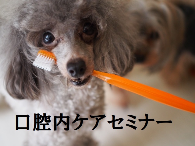 640px x 480px - ãƒˆãƒªãƒŸãƒ³ã‚°ãƒ»ãƒšãƒƒãƒˆãƒ›ãƒ†ãƒ«ãƒ»çŠ¬ã®ä¿è‚²åœ’ï½œDOG DIAMONDï½œãƒ‰ãƒƒã‚° ...