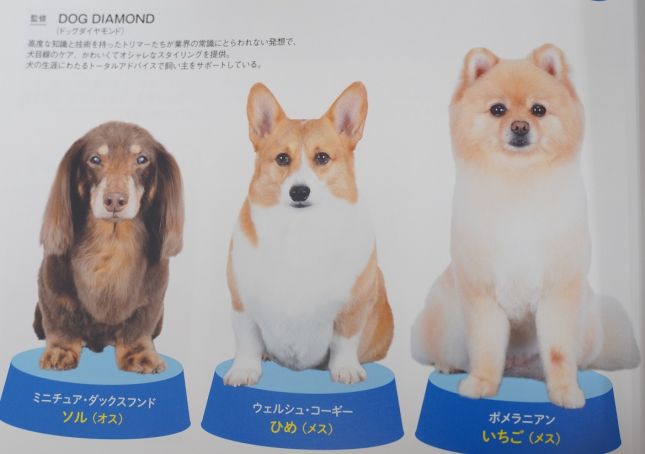 Xxxhd Skul Garls - ãƒšãƒƒãƒˆãƒ›ãƒ†ãƒ« ãƒ‘ãƒ”ãƒ¼ãƒ‘ãƒ¼ãƒ†ã‚£ çŠ¬ã®ä¿è‚²åœ’(dog nursery)ï½œDOG DIAMONDï½œãƒ‰ãƒƒã‚°ãƒ€ã‚¤ãƒ¤ãƒ¢ãƒ³ãƒ‰ :: Trim70  ã‚·ãƒ£ãƒ³ãƒ—ãƒ¼çŠ¬ã‚’ã‚‚ã£ã¨å¯æ„›ãã™ã‚‹ãƒ†ã‚¯ãƒ‹ãƒƒã‚¯