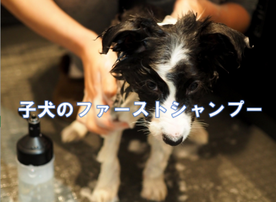 ãƒˆãƒªãƒŸãƒ³ã‚°ãƒ»ãƒšãƒƒãƒˆãƒ›ãƒ†ãƒ«ãƒ»çŠ¬ã®ä¿è‚²åœ’ï½œDOG DIAMONDï½œãƒ‰ãƒƒã‚° ...