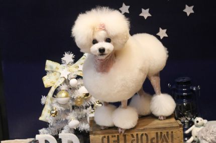クリスマスフランソワ.JPG