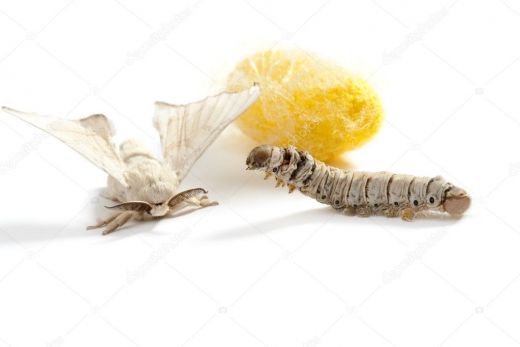 depositphotos_5936641-stock-photo-butterfly-silkworm-cocoon-silk-worm.jpg