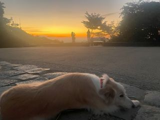 山での犬の散歩